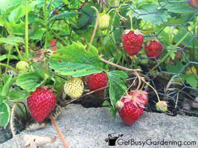How To Grow Strawberries At Home - getbusygardening.com