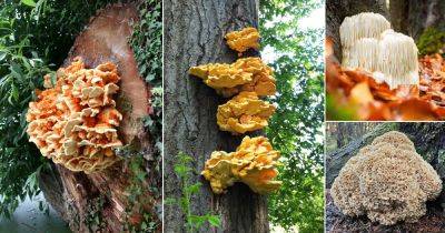 22 Edible Mushrooms that Grow on Trees - balconygardenweb.com