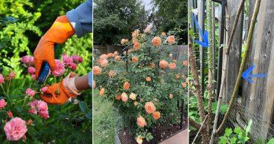 8 Common Rose Growing Mistakes Every Beginner Should Avoid - balconygardenweb.com