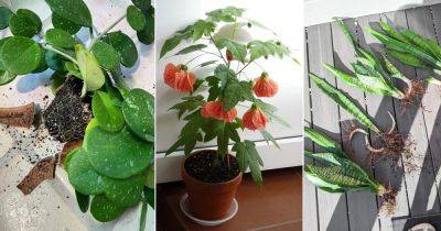 Succulents latest articles