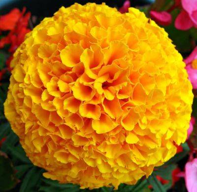Growing and planting African and French Marigolds - backyardgardener.com - France - Mexico