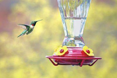 The Best Time To Put Out Your Hummingbird Feeders, According To Experts - southernliving.com - Usa - state Florida - state Virginia - state Louisiana - state Alabama - state South Carolina