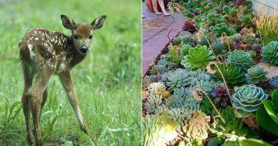 Do Deer Eat Succulents? Find Out! - balconygardenweb.com - Britain