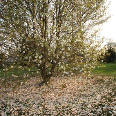 Magnificent Magnolias for Mid-Atlantic Gardens - finegardening.com