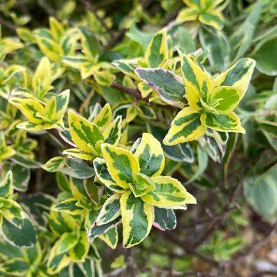 Compact Shrubs with Colorful Foliage for the Southeast - finegardening.com - Japan