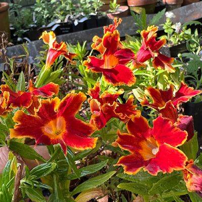 New and Unusual Annuals to Try in Your Garden This Summer - finegardening.com - South Africa