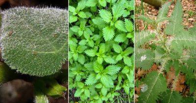 8 Plants with Stinging Hairs - balconygardenweb.com