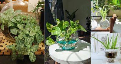26 Indoor Plants You Can Grow in Glass Containers - balconygardenweb.com
