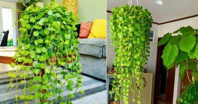 How to Grow Dischidia Nummularia Easily - balconygardenweb.com - India - Australia