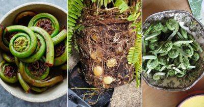 10 Edible Ferns that You Must Add to Your Dishes - balconygardenweb.com - Japan - North Korea