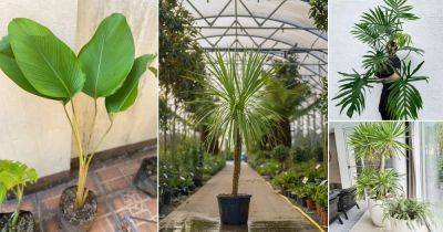 10 Indoor Plants That Look Like Palm Trees - balconygardenweb.com - Madagascar