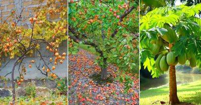 23 Fruit Trees that Grow in NC - balconygardenweb.com - China - state North Carolina