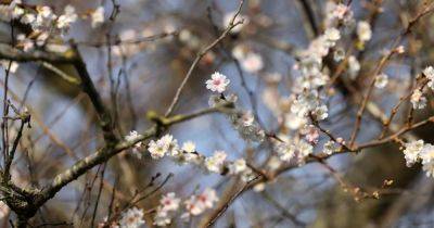Eight classic ornamental trees and shrubs to plant now for long-lasting bursts of colour - irishtimes.com