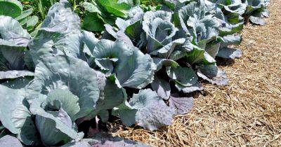 How to Use Mulching to Protect Cold Tolerant Crops | Gardener's Path - gardenerspath.com