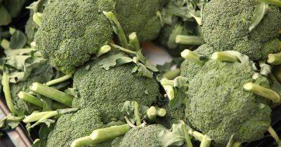 When and How to Harvest Broccoli - gardenerspath.com