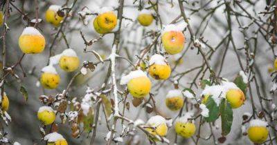How to Winterize Fruit Trees - gardenerspath.com
