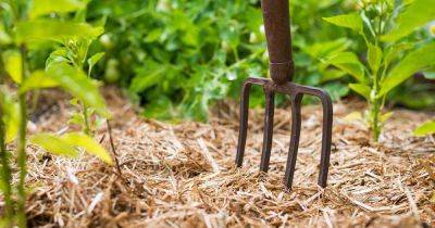 How to Use Straw Mulch in the Vegetable Garden - gardenerspath.com