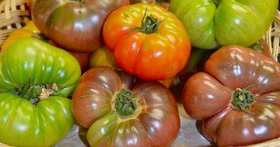 How to Grow Brandywine Tomatoes - gardenerspath.com
