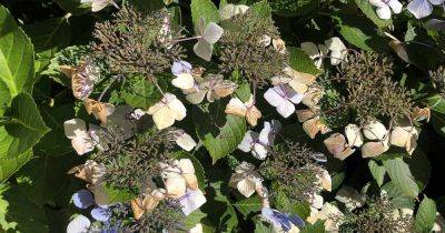How to Collect and Plant Hydrangea Seed - gardenerspath.com