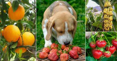 15 Best Fruits Dogs Can Eat | Can Dogs Eat Fruits - balconygardenweb.com