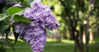 Your gardening questions answered: Can I plant lilac now? - irishtimes.com - France - Russia