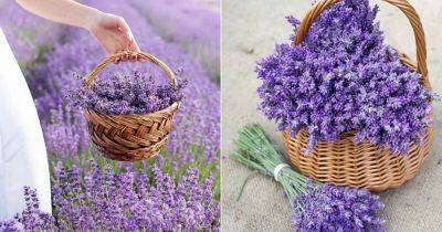 Lavender Flower Meaning and Symbolism - balconygardenweb.com - Britain - France - Greece - Egypt - region Mediterranean