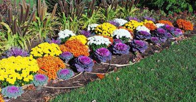 15 of the Best Annuals for Vivid Fall Color - gardenerspath.com - state Ohio