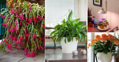 8 Best Indoor Flowers that Literally Bloom in Homes - balconygardenweb.com