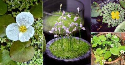 10 Stunning Floating Flowers that Float in Water - balconygardenweb.com - India