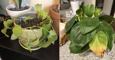 Overwatered Philodendron: How to Save It - balconygardenweb.com