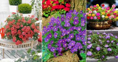 31 Best Small Flowers - balconygardenweb.com