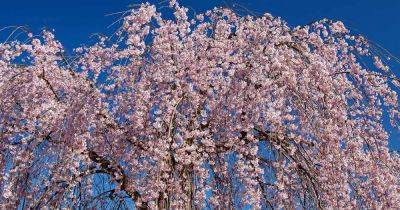 Why Your Weeping Cherry Tree No Longer Weeps - gardenerspath.com