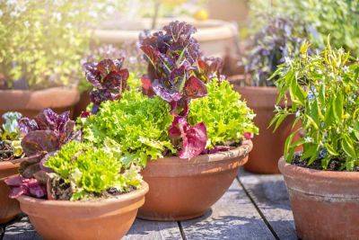 The 6 Best Vegetables For Container Gardening - southernliving.com