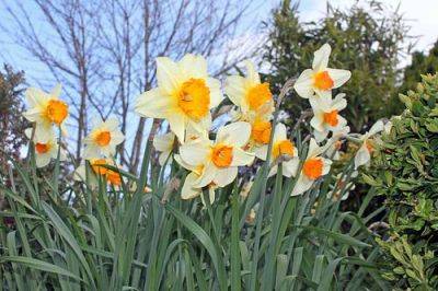 Daffodil Blindness - gardenerstips.co.uk