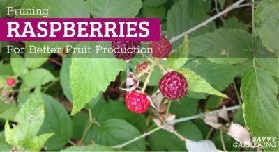 Pruning Raspberries for Better Fruit Production - savvygardening.com
