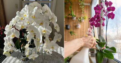 4 Tips for Prolong and Long Lasting Orchid Flowers - balconygardenweb.com