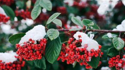 How to grow cotoneaster, the glorious winter berries | House & Garden - houseandgarden.co.uk - Britain