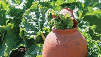 Rhubarb Forcing Pots - gardengatemagazine.com