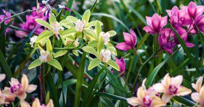 How to Grow Terrestrial Orchids - gardenerspath.com