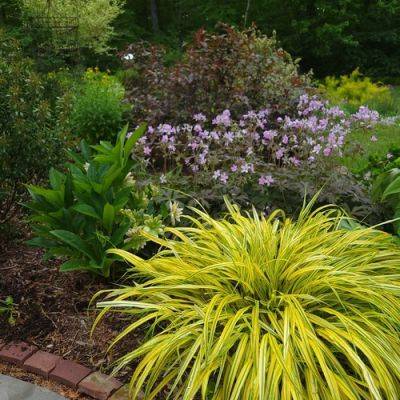 Sue’s Favorite Foliage Plants - finegardening.com