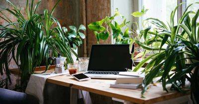 23 of the Best Plants for Your Home Office - gardenerspath.com
