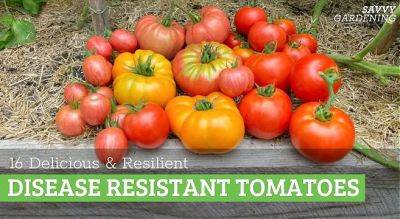 Disease Resistant Tomatoes: 16 Delicious and Resilient Varieties - savvygardening.com