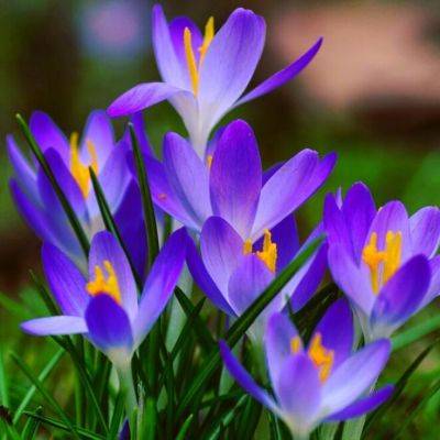 Embracing the March Bloom: Best Plants for Your Spring Garden - gardencentreguide.co.uk