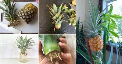 5 Best Ways to Propagate and Regrow Pineapples at Home - balconygardenweb.com