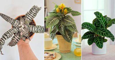 15 Eye-Catching Houseplants with Zebra Prints - balconygardenweb.com - city Sansevieria