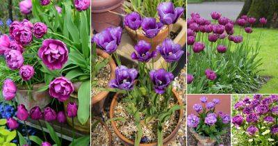 18 Best Purple Tulips Varieties - balconygardenweb.com