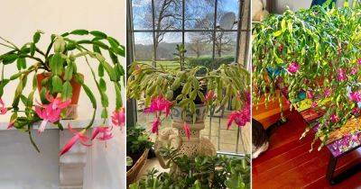 Christmas Cactus Meaning and Why Should You Grow It - balconygardenweb.com
