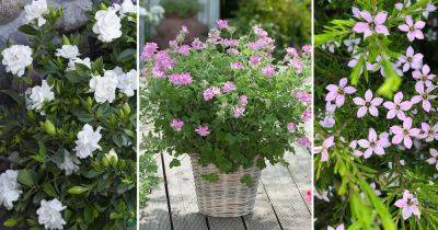 9 Fragrant Flowers From South Africa - balconygardenweb.com - South Africa