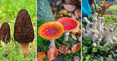 9 Mushrooms That Start With M - balconygardenweb.com - China - Japan
