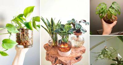 7 Different Ways to Grow Houseplants Without Soil - balconygardenweb.com